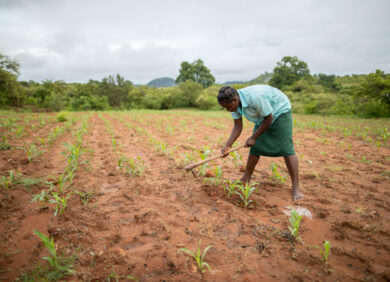 Une femme dans un champ au Zimbabwe, touché par des sécheresses