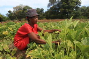 Une agricultrice soutenue par l'ONG CARE face aux impacts du réchauffement climatique