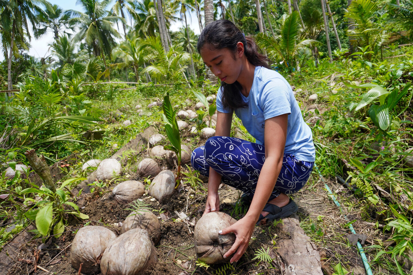 Une femme agricultrice casse des noix de coco en Asie