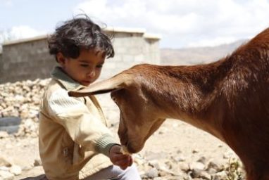 Un enfant au Yémen avec une chèvre fournie par CARE