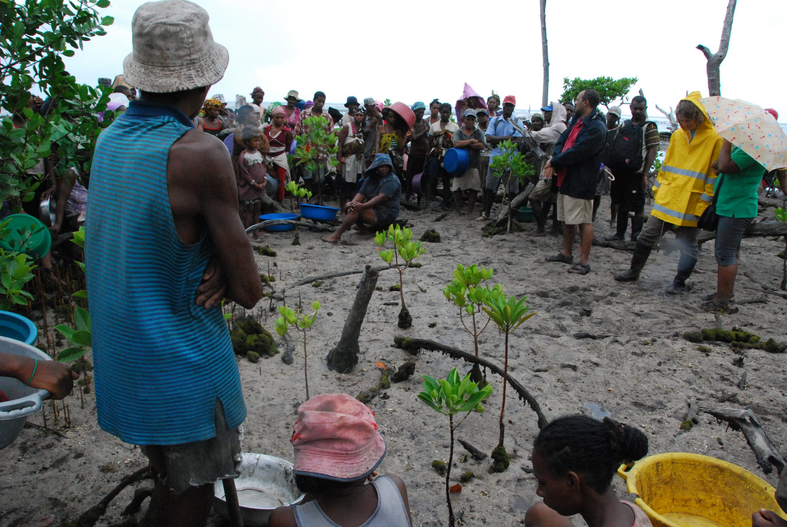 Reforestation of mangroves