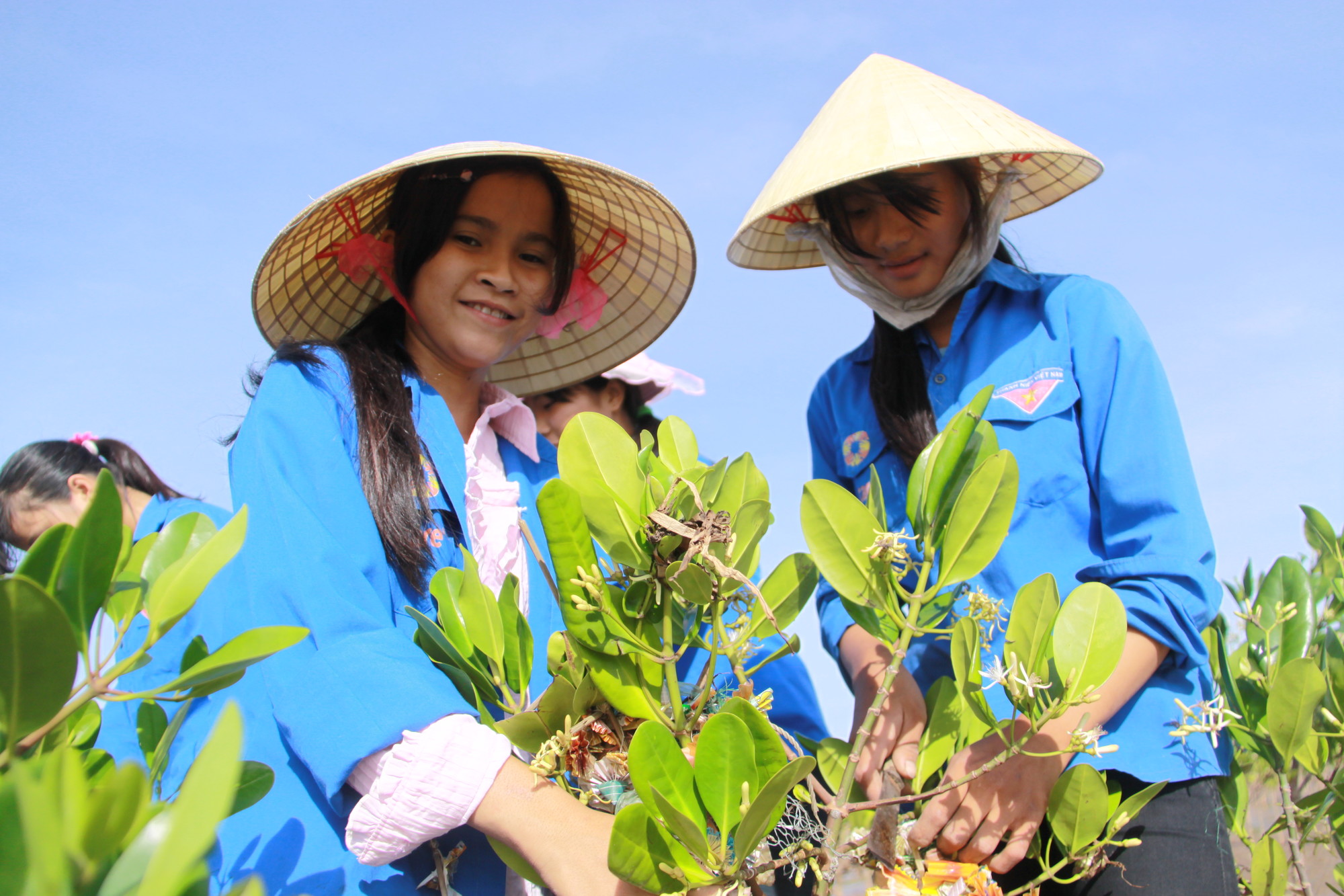 vietnam-mangroves-changement-climatique