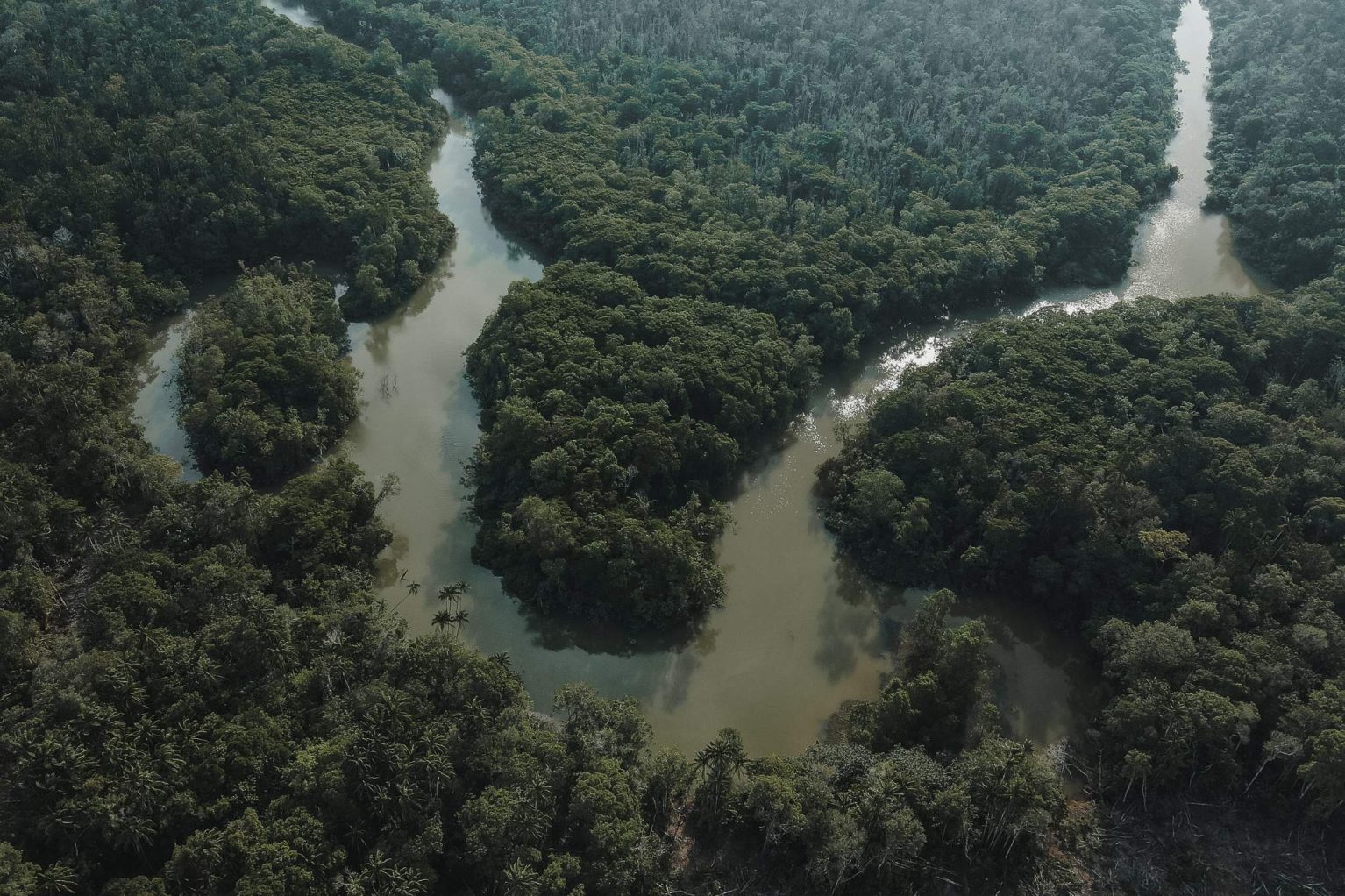 Vue de la forêt amazonienne