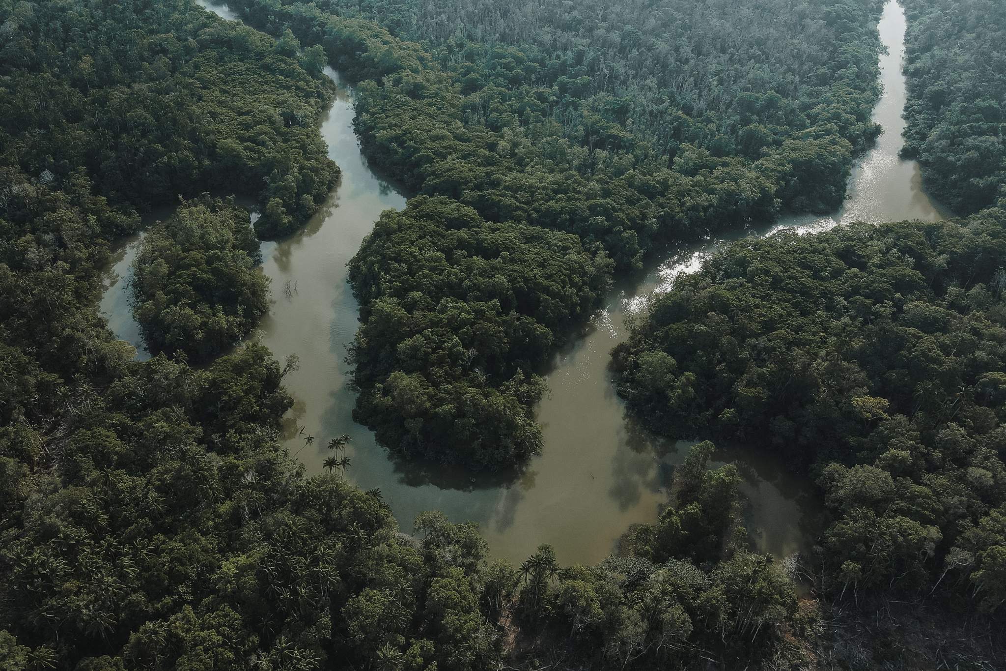 Vue de la forêt amazonienne