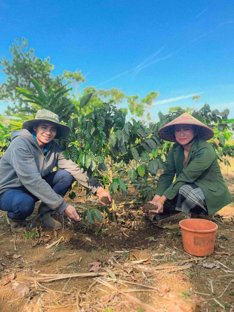 Culture du café au Laos