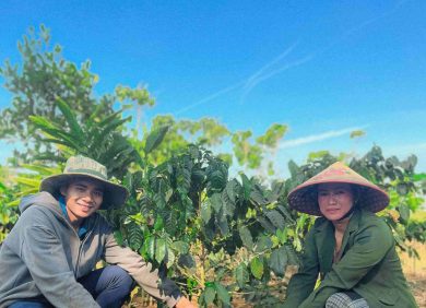 Culture du café au Laos