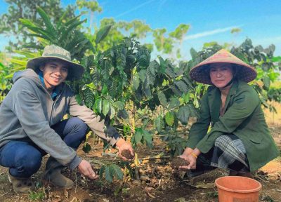 Culture du café au Laos