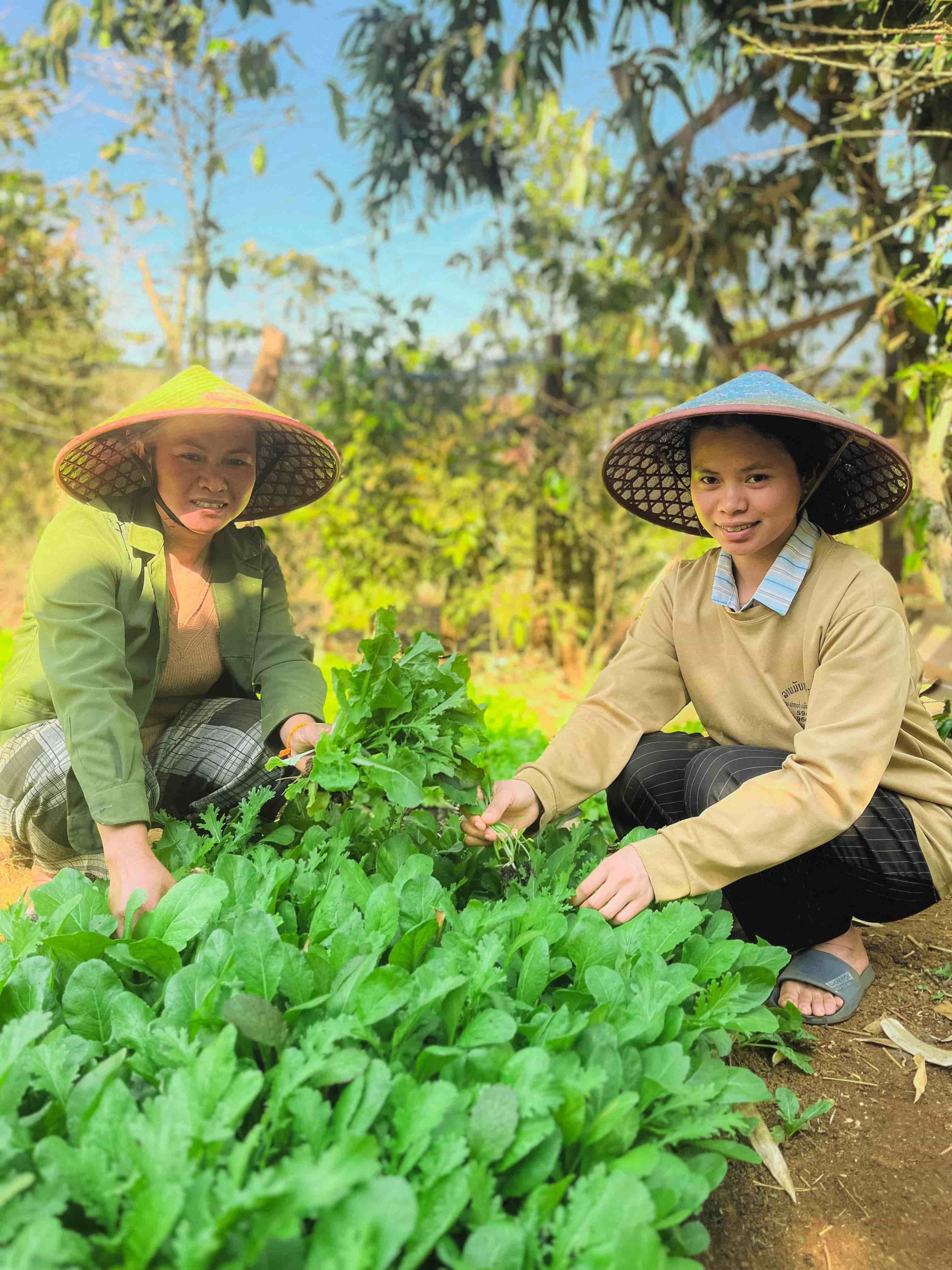 Agricultrices au Laos qui cultivent la terre