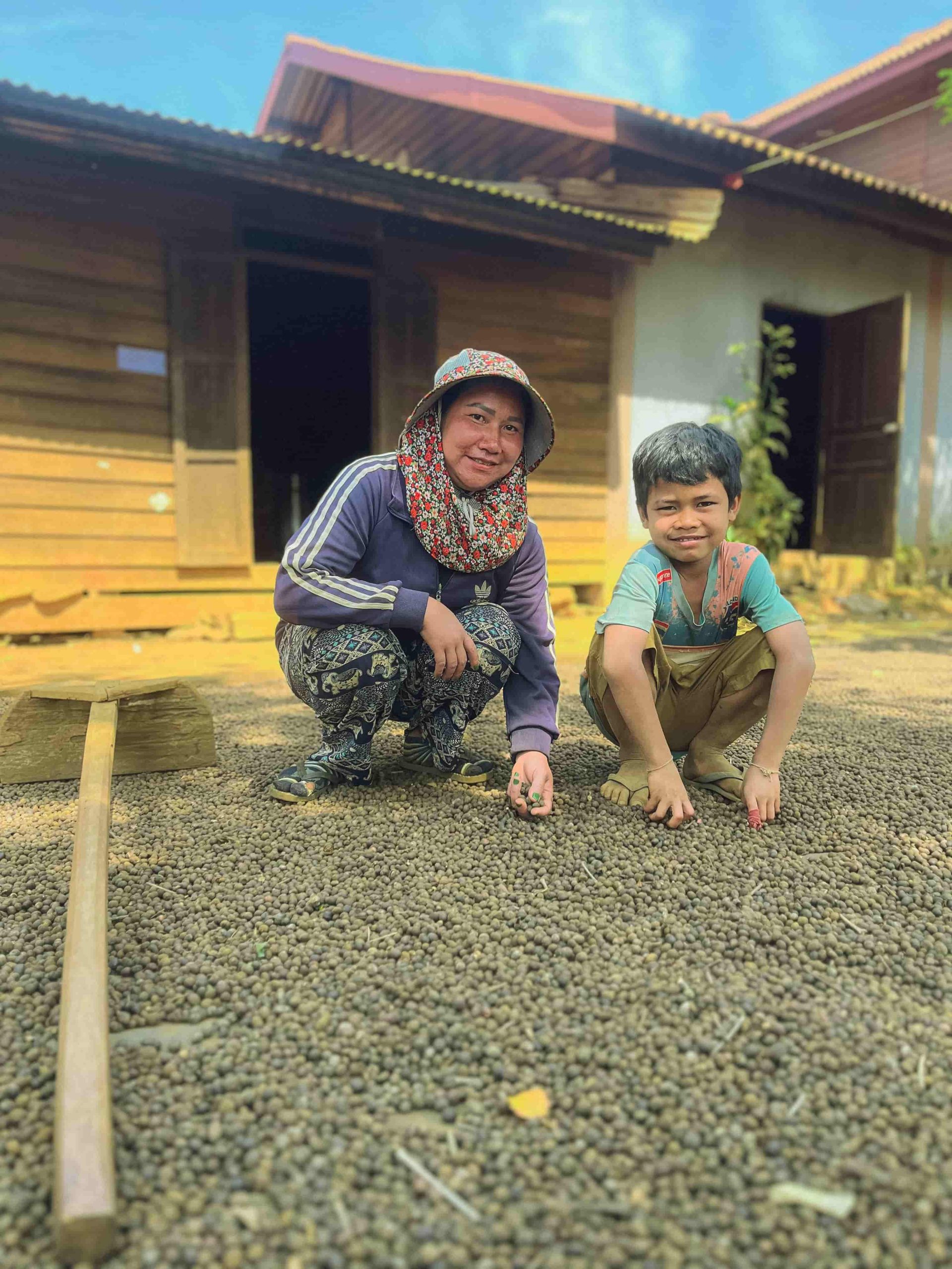 La récolte de café au Laos