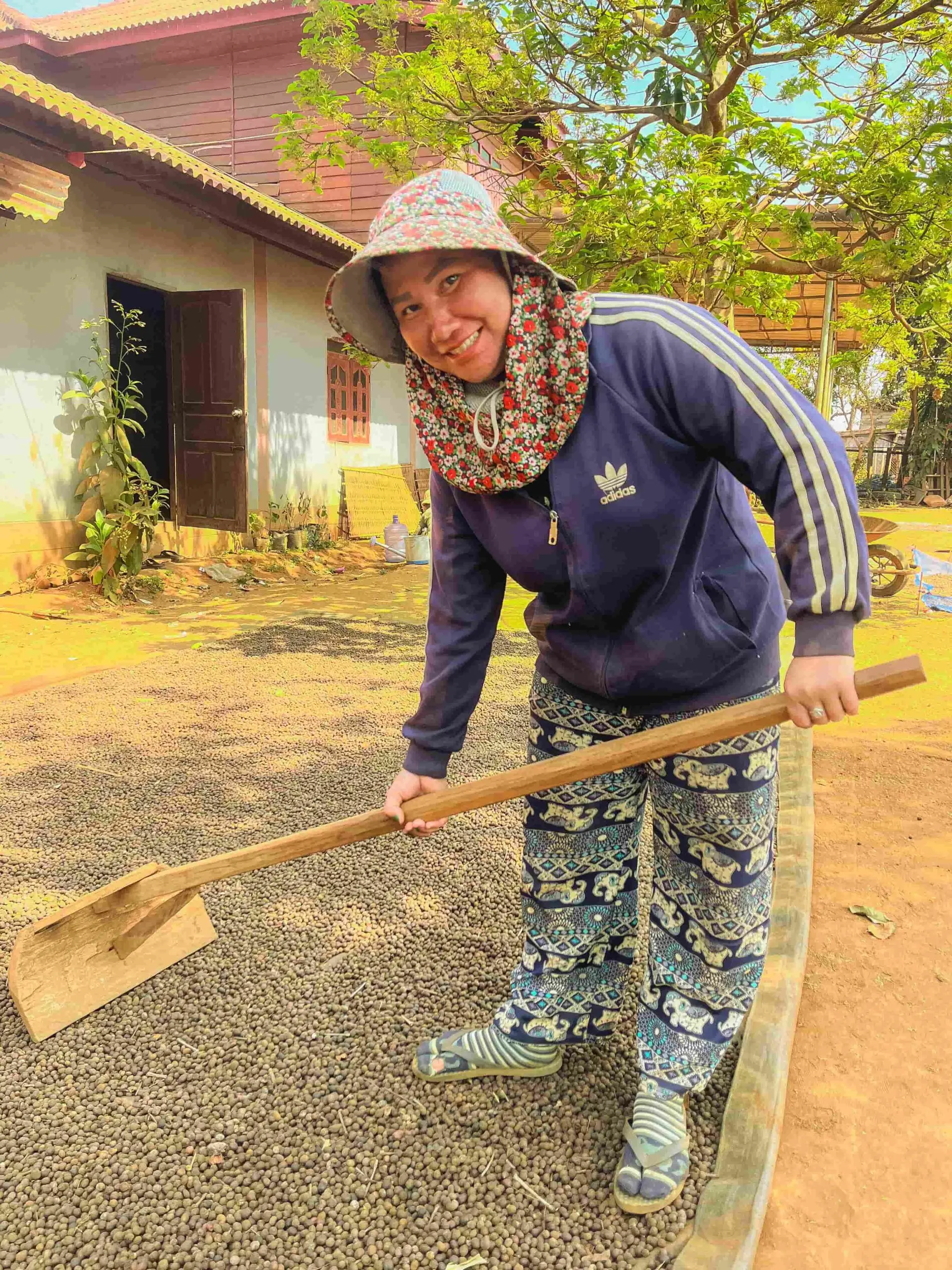 Agricultrice au Laos qui travaille le café