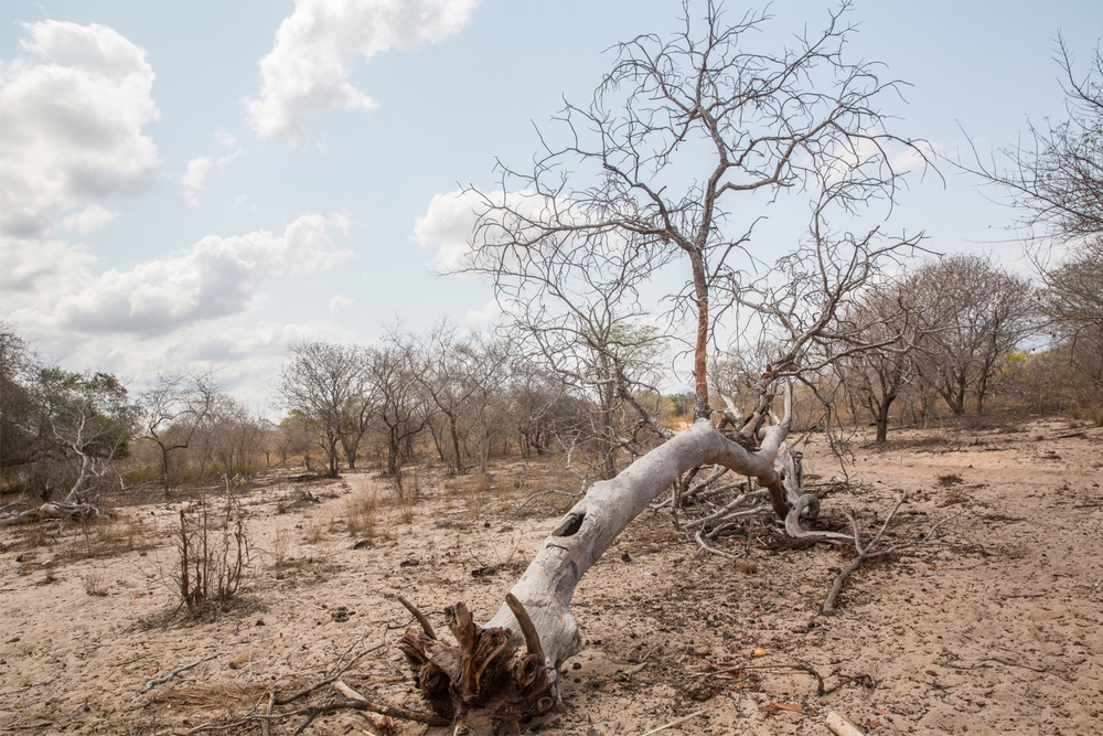 Le Coronavirus comme le changement climatique creuse les inégalités.
