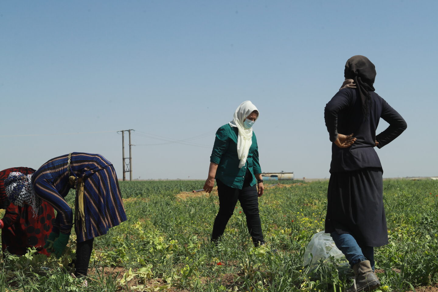 Amal, entrepreneuse en Syrie, combat les discriminations en employant 15 femmes dans son exploitation agricole.