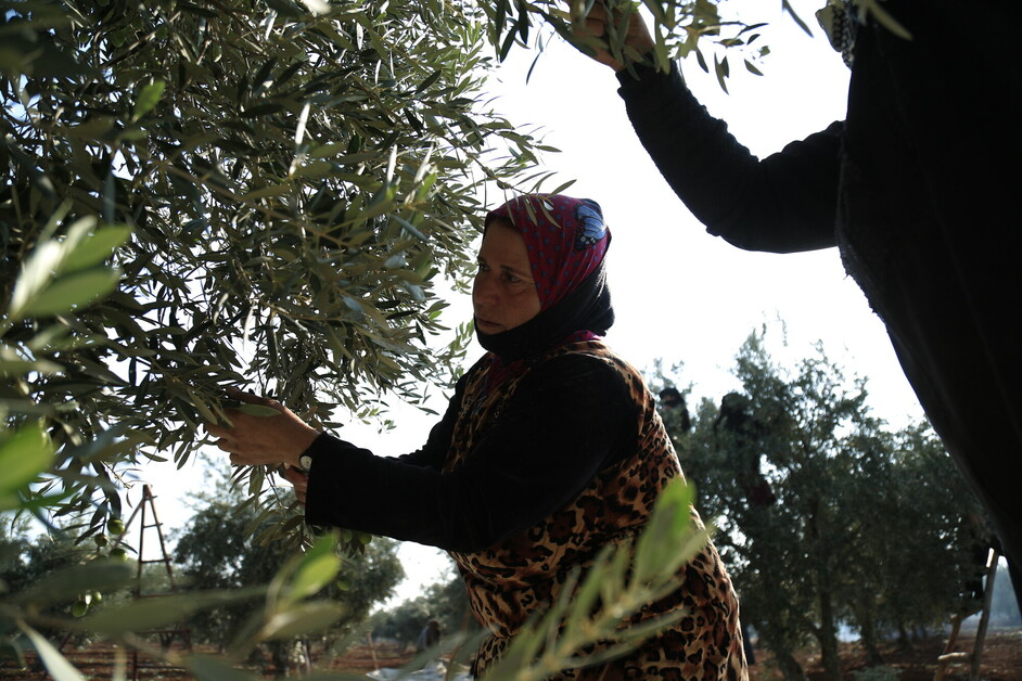 Najwa en train de cueillir les olives dans l'exploitation où elle est employée