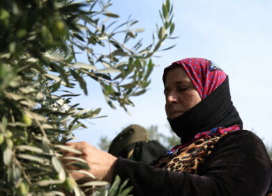 Najwa dans l'exploitation d'olives où elle travaille