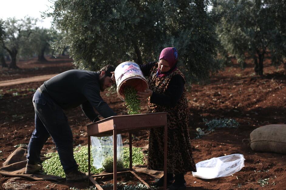 Najwa durant son travail à l'exploitation d'olives