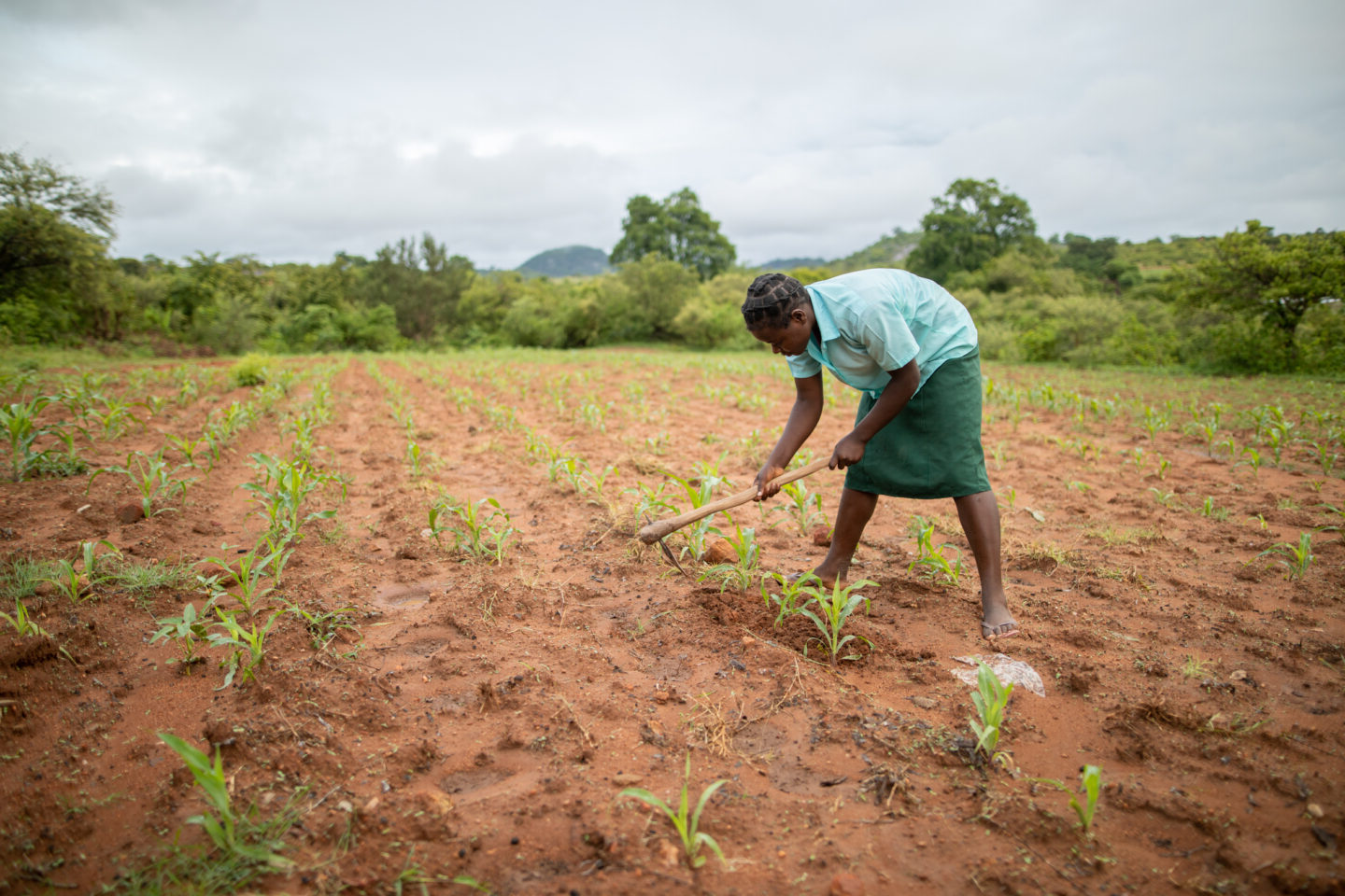 Une femme dans un champ au Zimbabwe, touché par des sécheresses