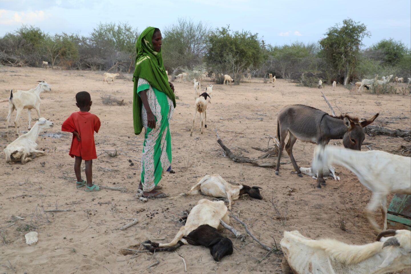 La sécheresse menace la vie de millions de personnes en Somalie
