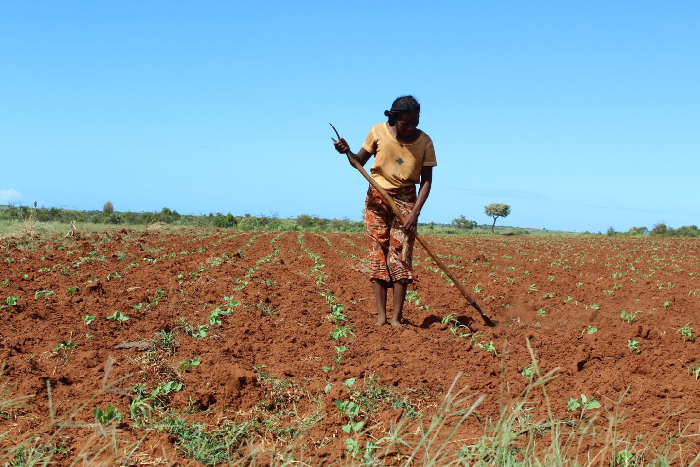 Une femme dans un champ à Madagascar touché par des sécheresses et soutenue par l'ONG CARE