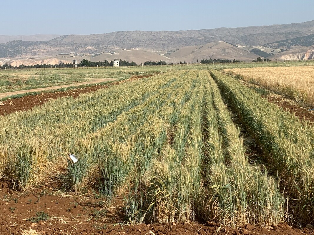 L'ONG CARE soutient le développement du secteur agricole au Liban.